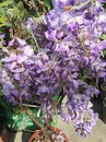 日本紫藤