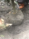 挖樹